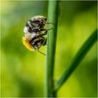 Baumhummel