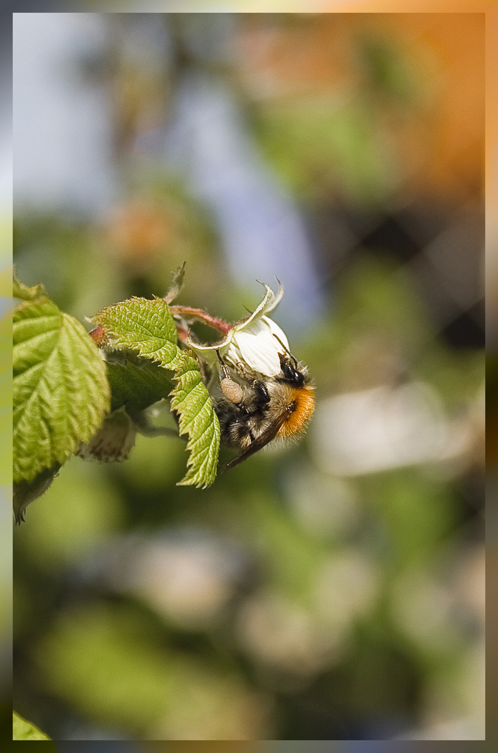 Baumhummel auf eine Himbeerblüte.