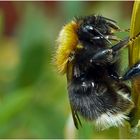 Baumhummel (Bombus hypnorum)