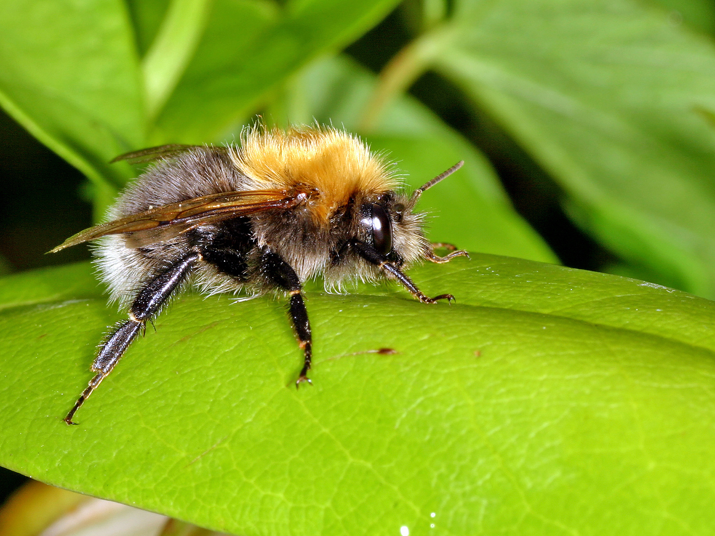 Baumhummel (Bombus hypnorum).....