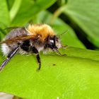 Baumhummel (Bombus hypnorum).....