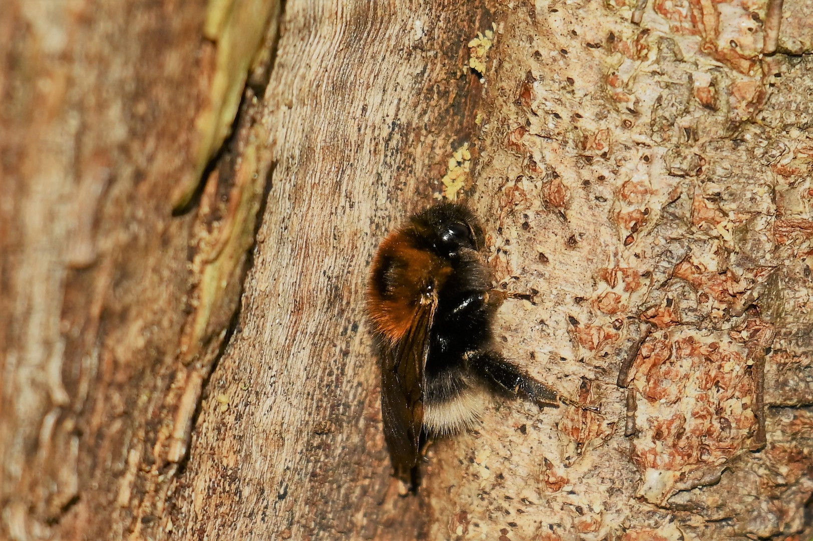 Baumhummel