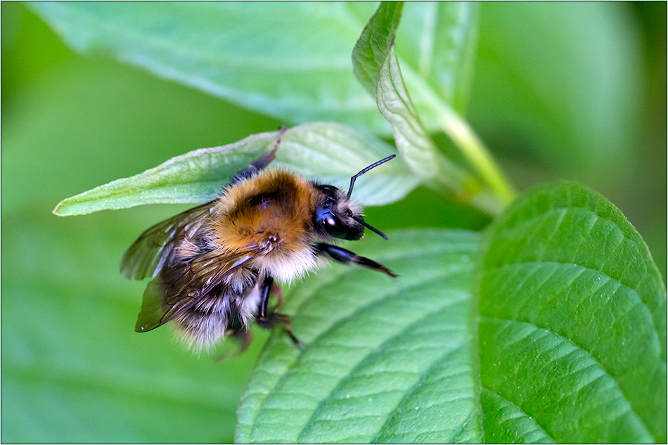 Baumhummel