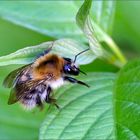 Baumhummel