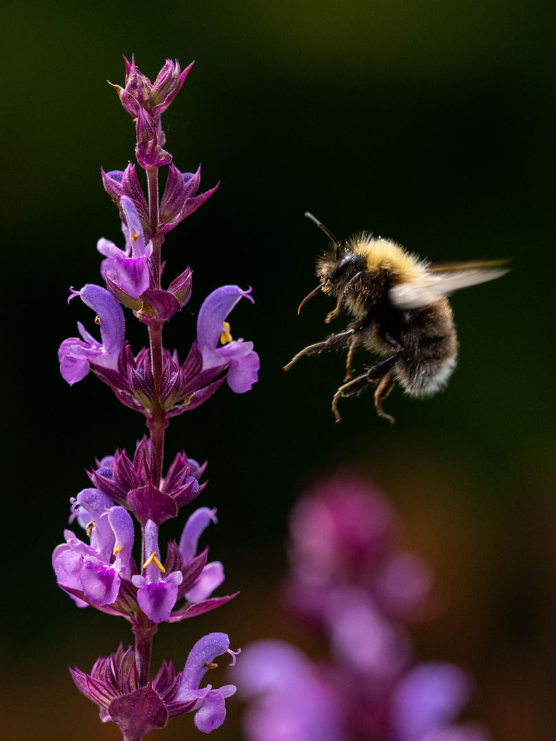 Baumhummel