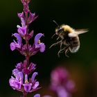 Baumhummel