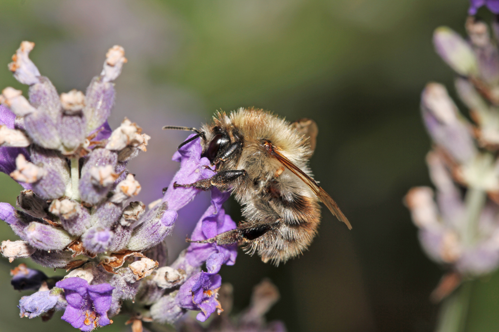 Baumhummel