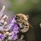 Baumhummel