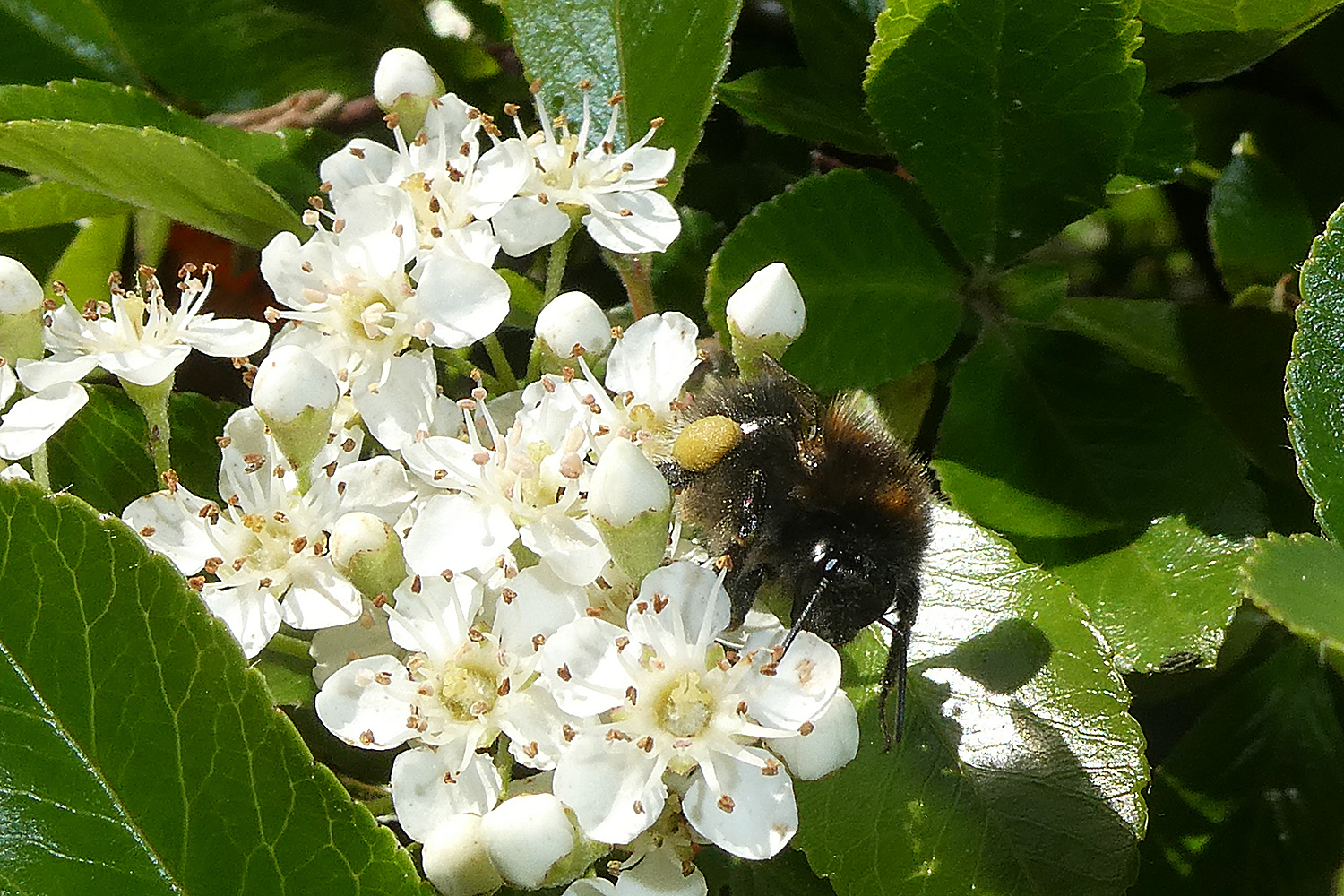 Baumhummel