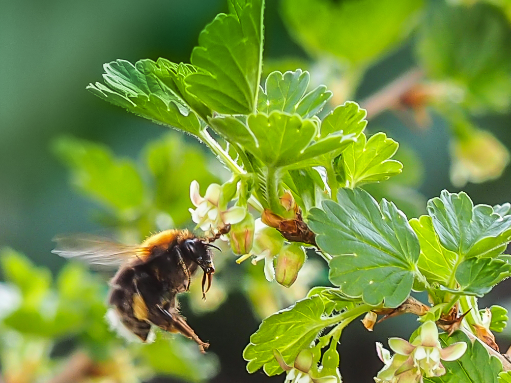 Baumhummel im Anflug auf Stachelbeerblüten