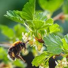 Baumhummel im Anflug auf Stachelbeerblüten