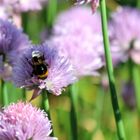 Baumhummel im Schnittlauch