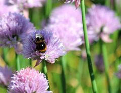 Baumhummel im Schnittlauch