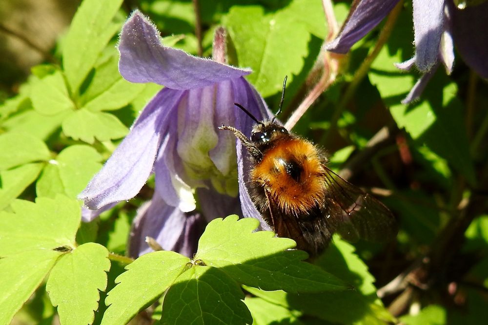 Baumhummel (Männlich)