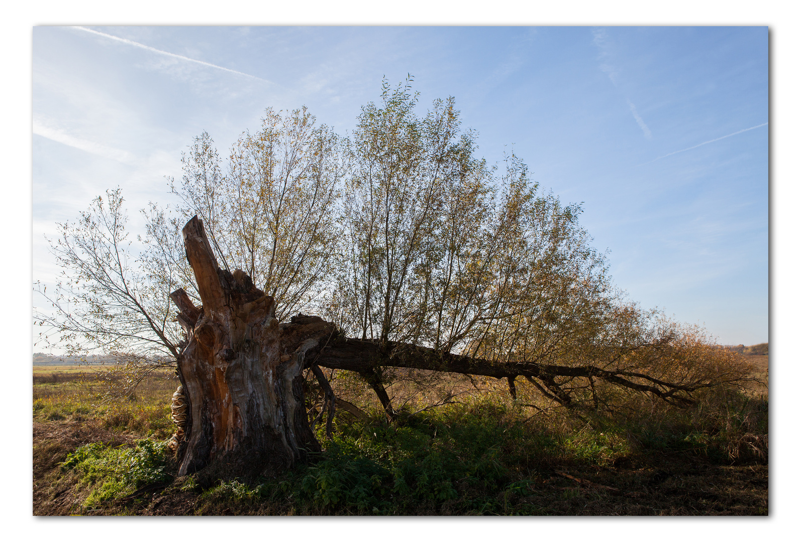 Baumie . . . im Herbst