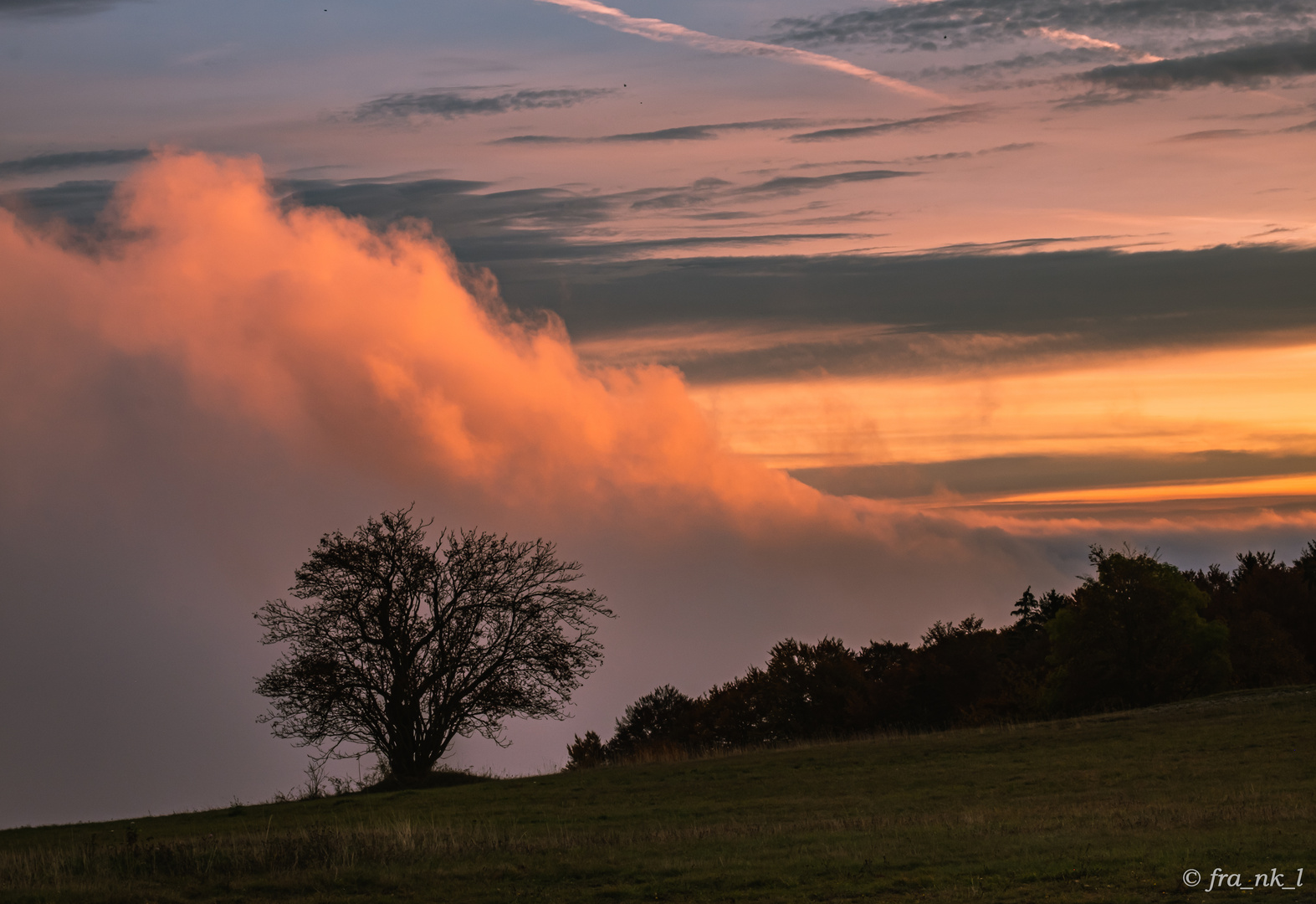 Baum_im_Nebel