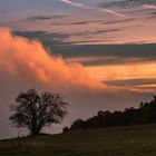 Baum_im_Nebel