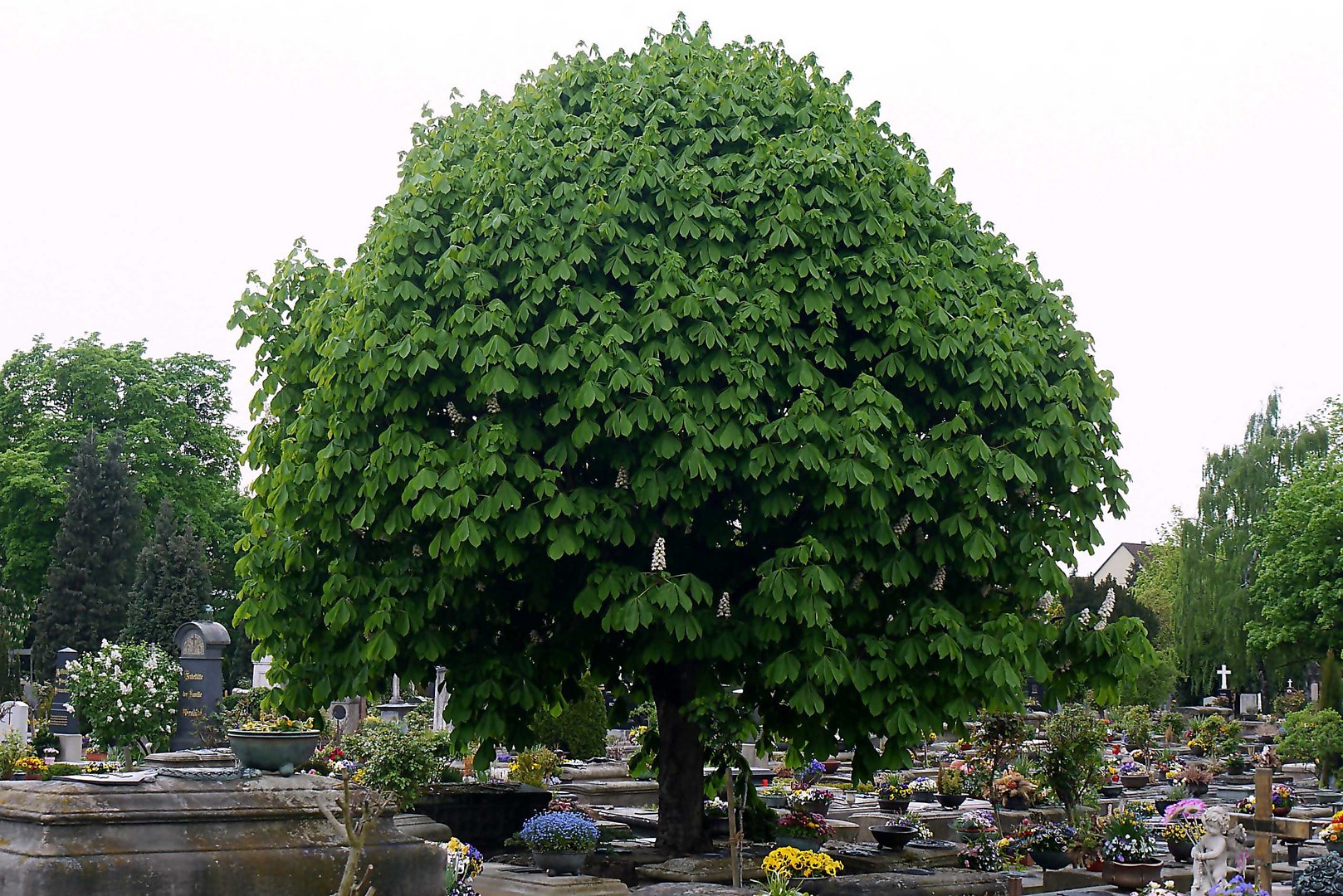 Baumimpression auf dem ehrwürdigen Johannisfriedhof in Nürnberg