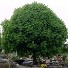 Baumimpression auf dem ehrwürdigen Johannisfriedhof in Nürnberg