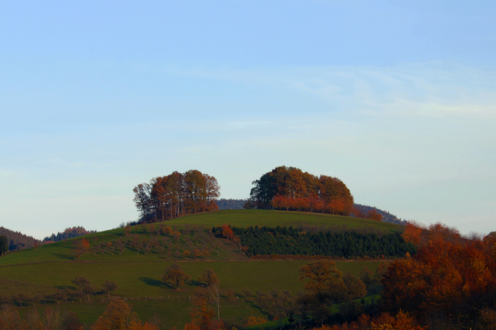 Bauminsel am Billersberg...