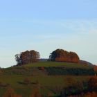 Bauminsel am Billersberg...