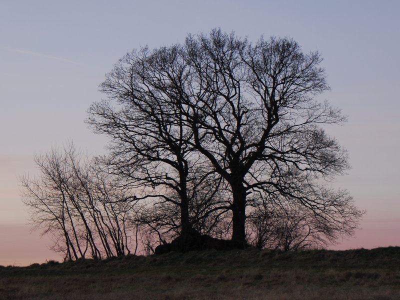 Bauminsel bei Sudershausen (Feb. 2008)