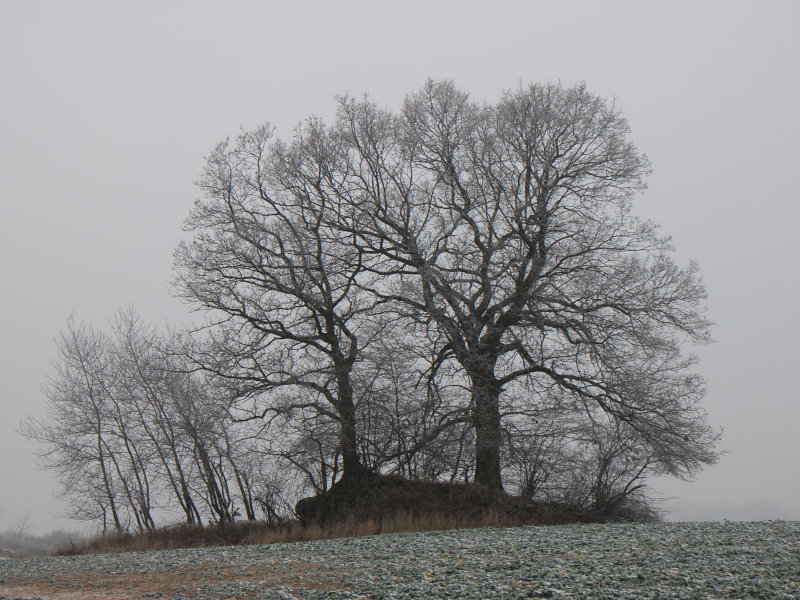 Bauminsel bei Sudershausen (Jan. 2009)