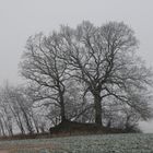 Bauminsel bei Sudershausen (Jan. 2009)