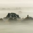 Bauminsel im Nebel 