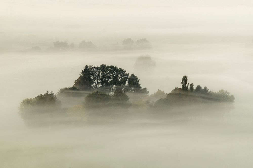 Bauminsel im Nebel 