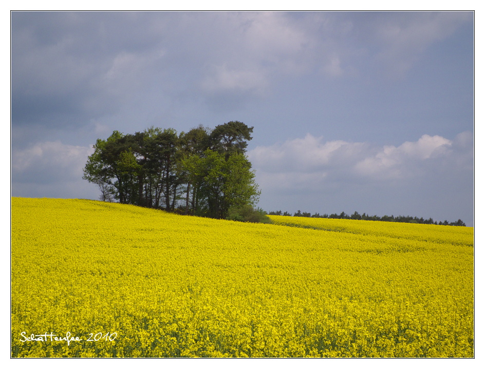 Bauminsel im Rapsmeer