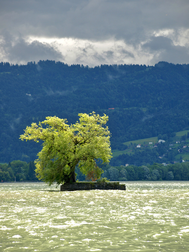 Bauminsel (Inselbaum) bei Lindau