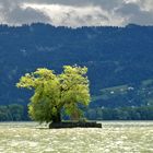 Bauminsel (Inselbaum) bei Lindau