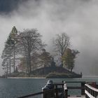 Bauminsel vor dem Nebel