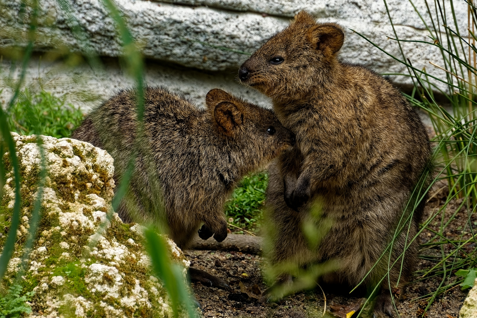 Baumkänguru