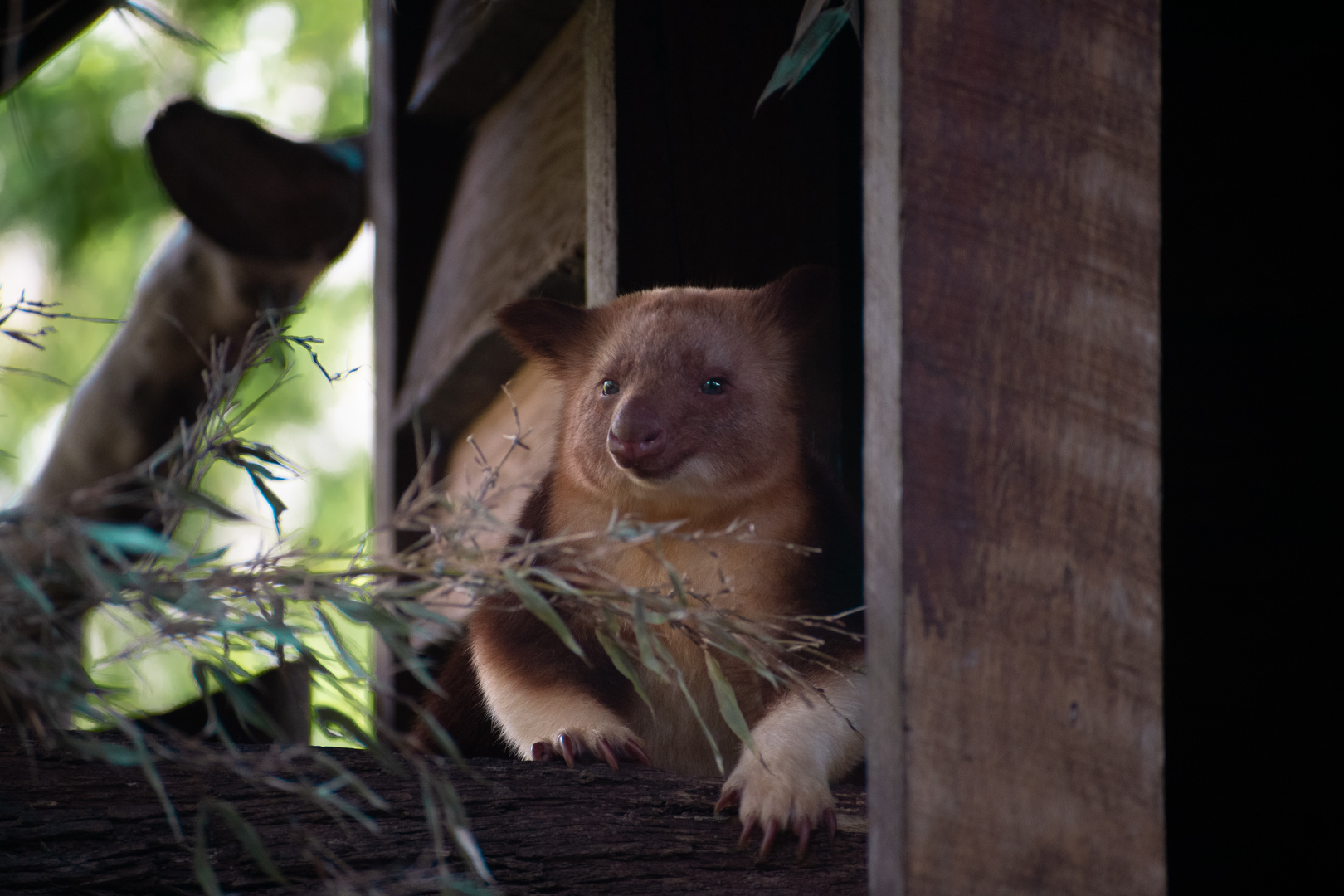 Baumkänguru