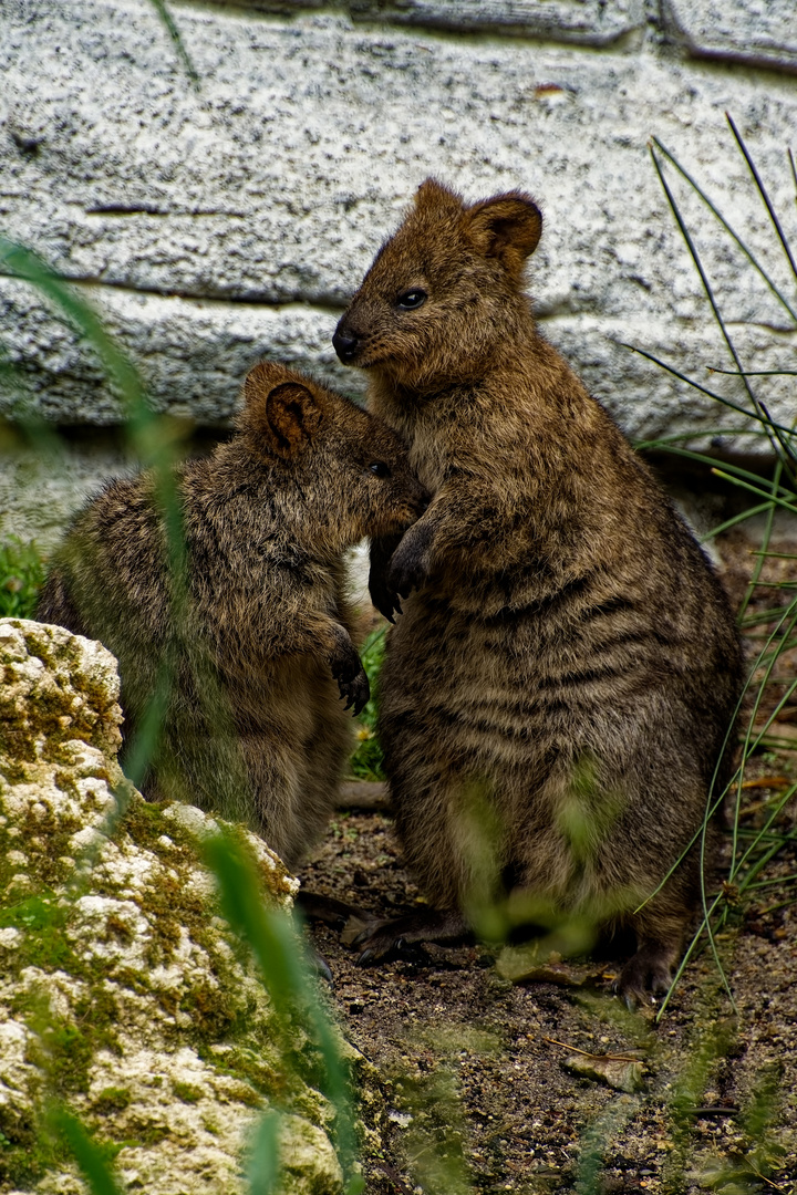  Baumkänguru 