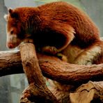 Baumkänguru im Kölner Zoo