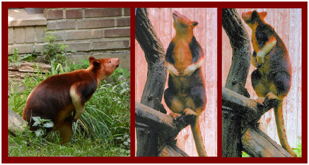 Baumkänguru im Krefelder Zoo