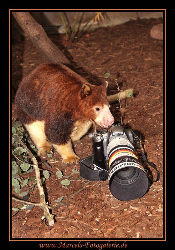 Baumkänguru in der Fotografenlehre