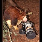 Baumkänguru in der Fotografenlehre