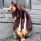 Baumkänguru - kurz vor dem Verschwinden im Haus - Zoo Krefeld -