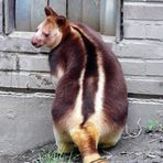 Baumkänguru - kurz vor dem Verschwinden im Haus - Zoo Krefeld -