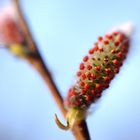 Baumkätzchenblüte