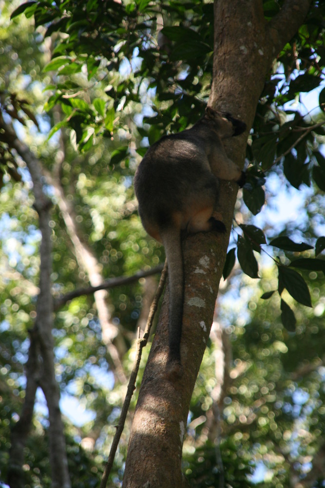 Baumkanguru Regenwald Cairns