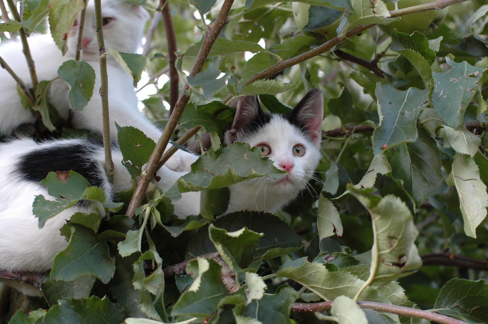 Baumkatzen oder Katzenbaum