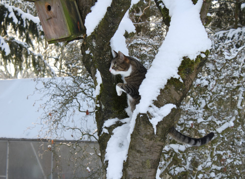 Baumklettern auch bei Schnee