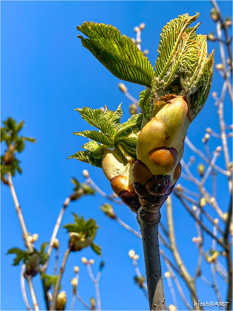 Baumknospen ...