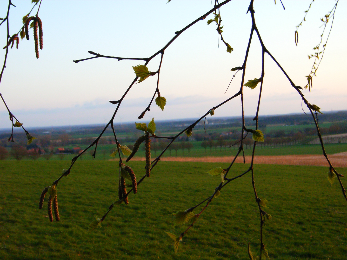 Baumknospen springen auf, 1