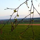 Baumknospen springen auf, 1